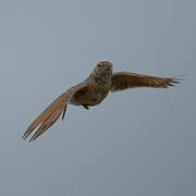 Eastern Clapper Lark