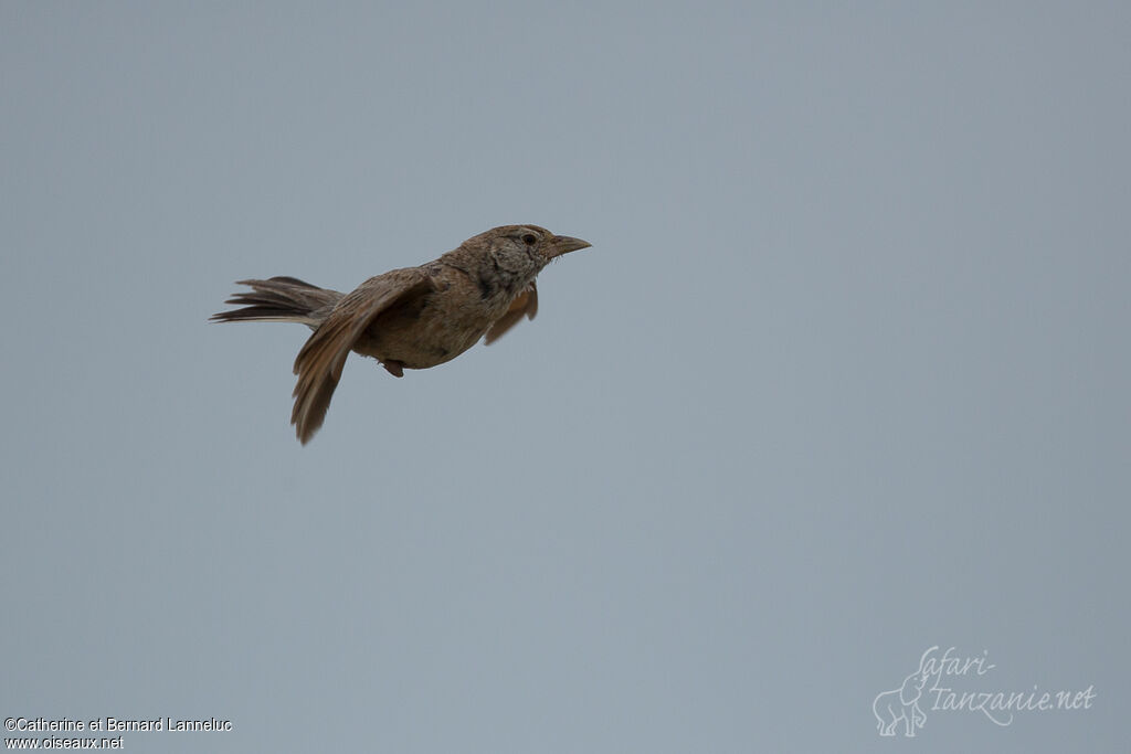 Eastern Clapper Lark, Flight, Behaviour