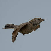 Eastern Clapper Lark