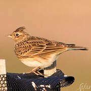 Eurasian Skylark