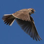 Eurasian Skylark