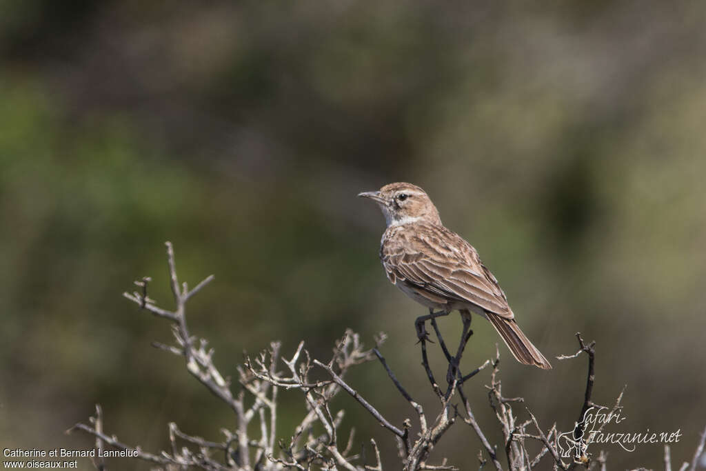 Alouette du Karrooadulte, identification