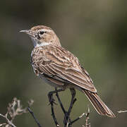 Karoo Lark