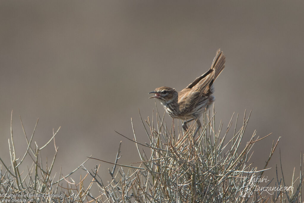 Karoo Larkadult