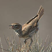 Karoo Lark