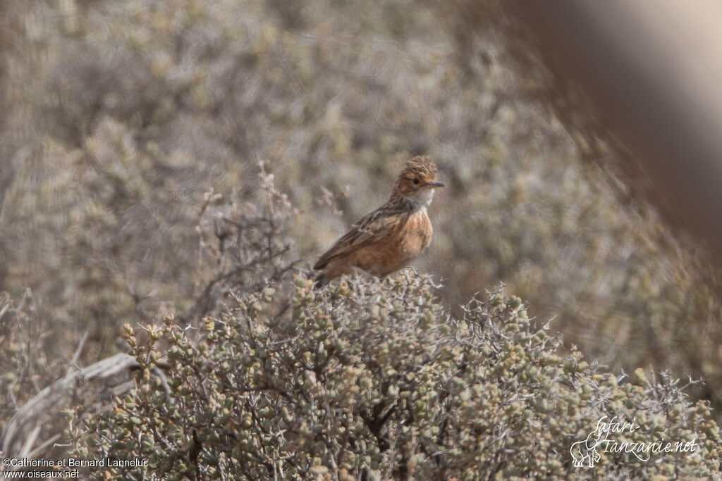 Spike-heeled Larkadult