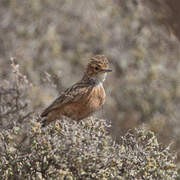 Spike-heeled Lark