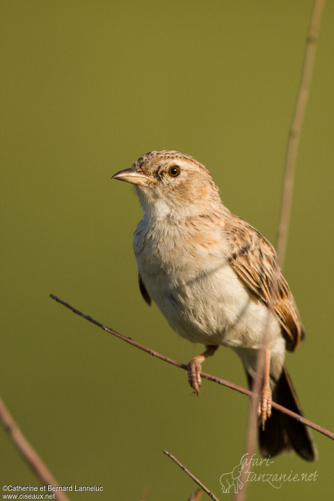 Fawn-colored Larkadult