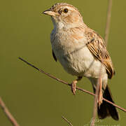 Fawn-colored Lark