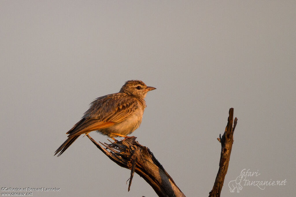 Fawn-colored Larkadult, identification