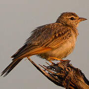 Fawn-colored Lark