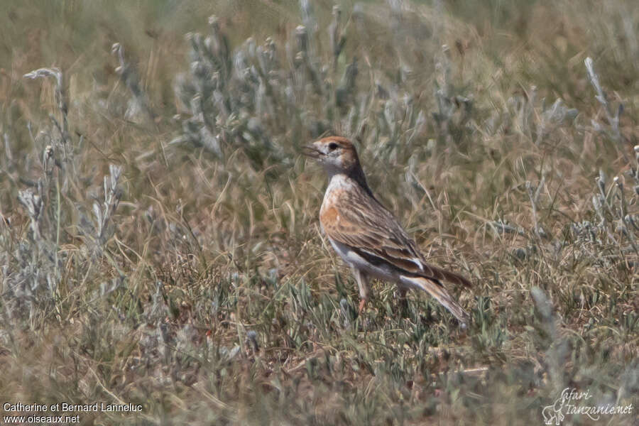 Alouette leucoptèreadulte, identification