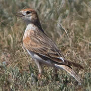 White-winged Lark