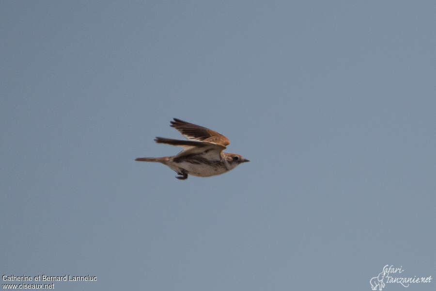 White-winged Larkadult, Flight