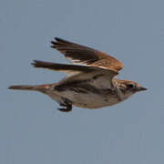 White-winged Lark