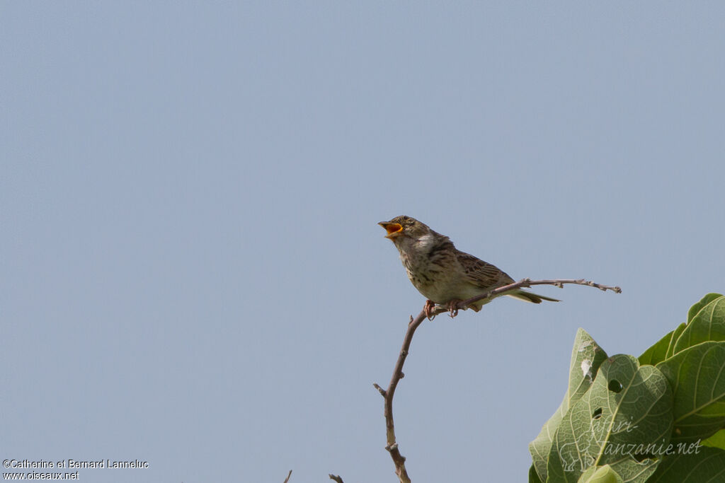 Monotonous Larkadult, song