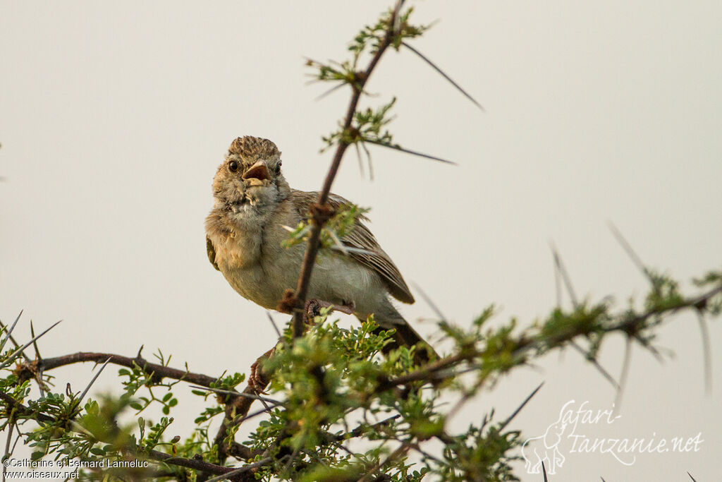 Monotonous Larkadult, identification, song