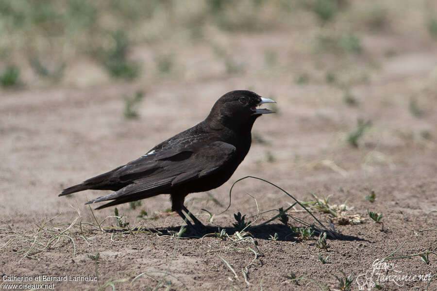 Black Lark male adult breeding, identification