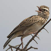 Sabota Lark