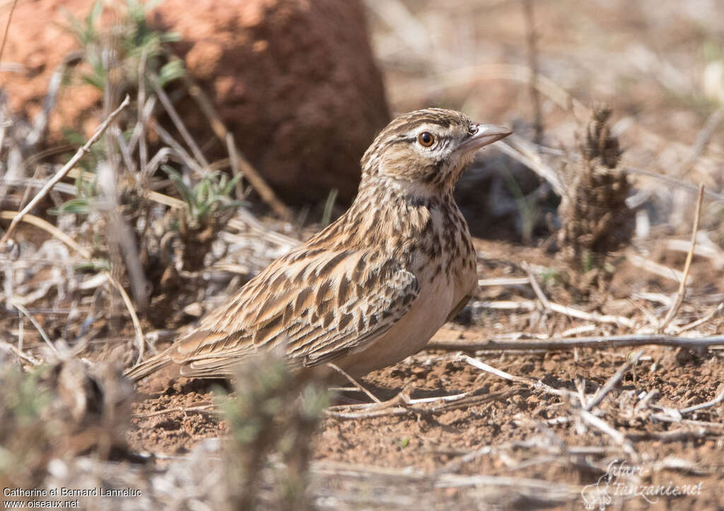 Sabota Larkadult, identification