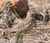 Sabota Lark