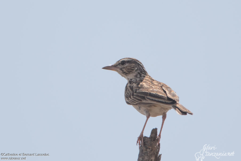 Sabota Larkadult, identification