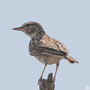 Sabota Lark