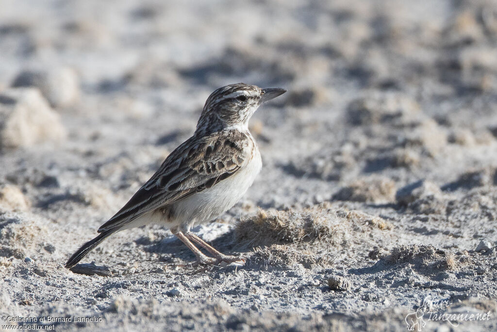 Sabota Larkadult, identification