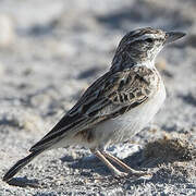 Sabota Lark