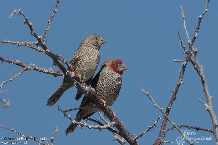 Red-headed Finchadult, Reproduction-nesting