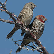 Red-headed Finch