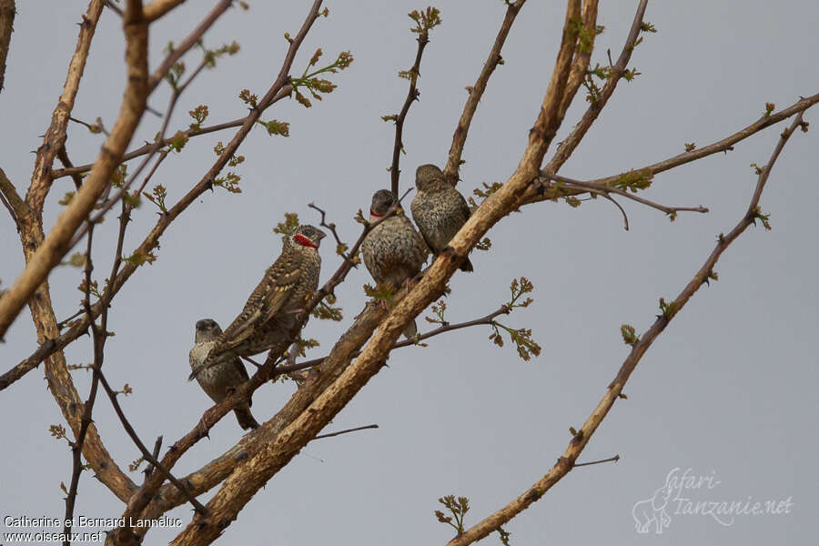 Cut-throat Finch, Behaviour