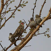 Cut-throat Finch