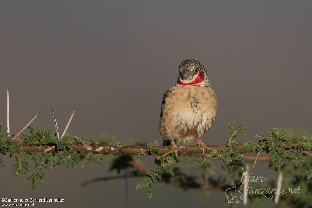 Cut-throat Finch male adult