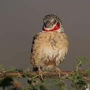 Cut-throat Finch