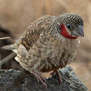 Cut-throat Finch