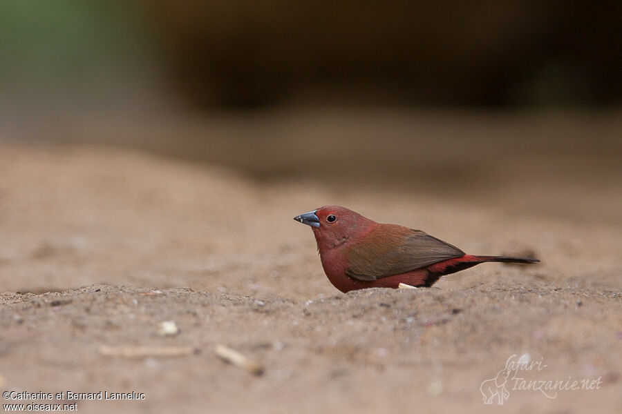 Jameson's Firefinch male adult, identification