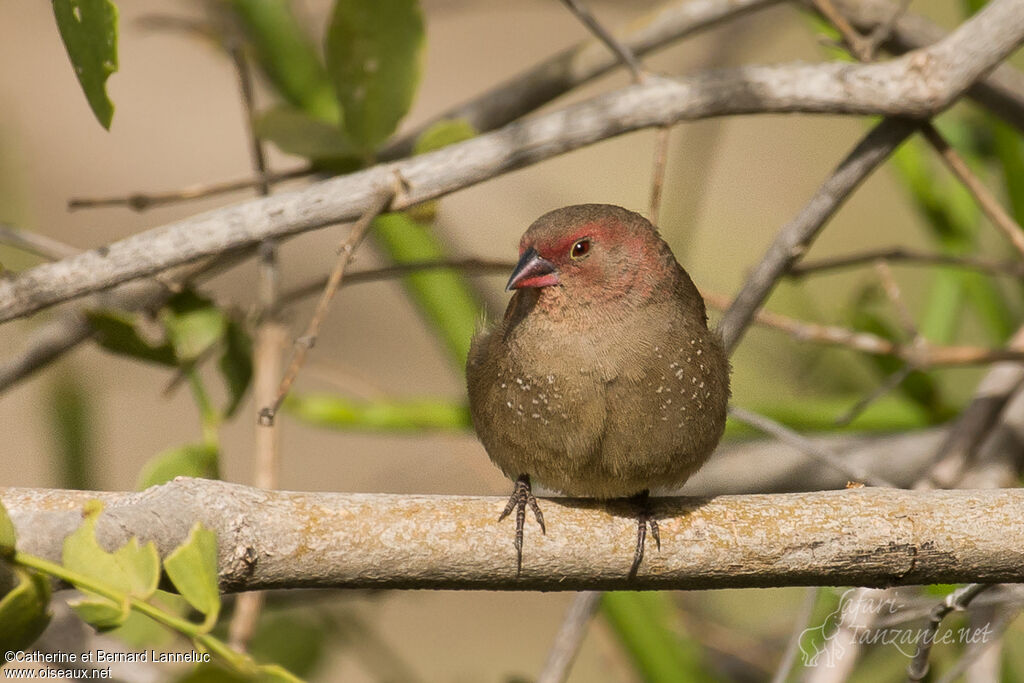 Red-billed Firefinch female adult