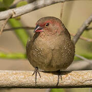 Red-billed Firefinch