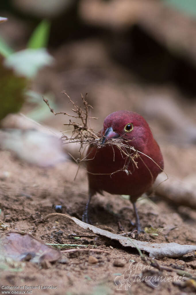 Red-billed Firefinch male adult breeding, Reproduction-nesting