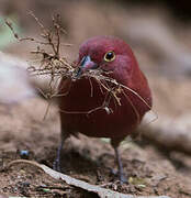 Red-billed Firefinch