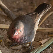 Brown Firefinch