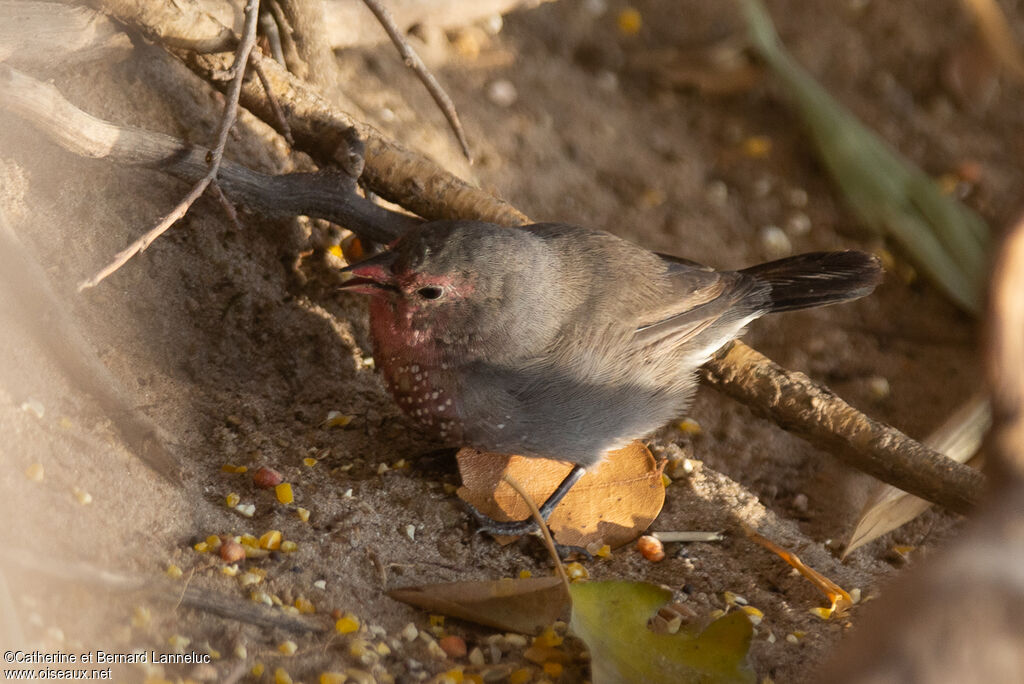 Amarante nitiduleadulte