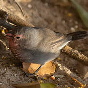 Brown Firefinch