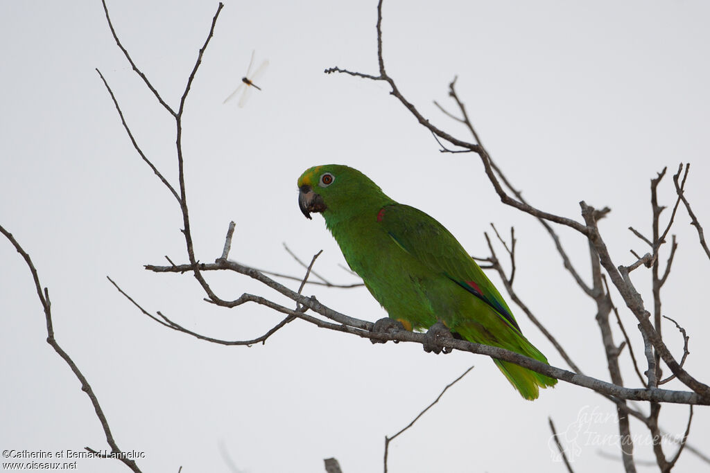 Amazone à front jauneadulte, identification