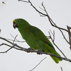 Amazone à front jaune