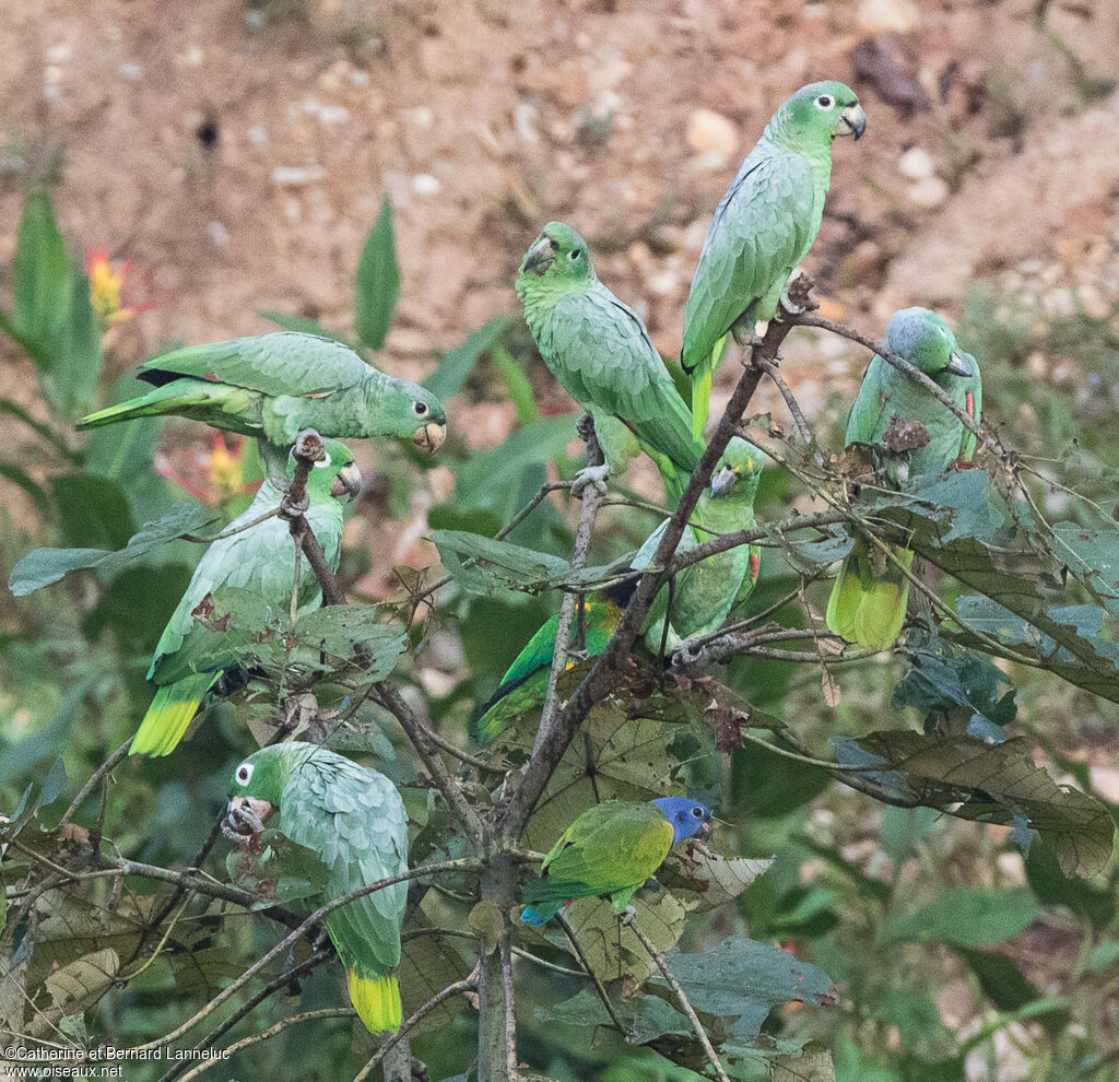 Southern Mealy Amazonadult