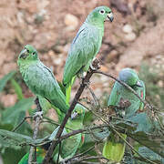 Amazone poudrée