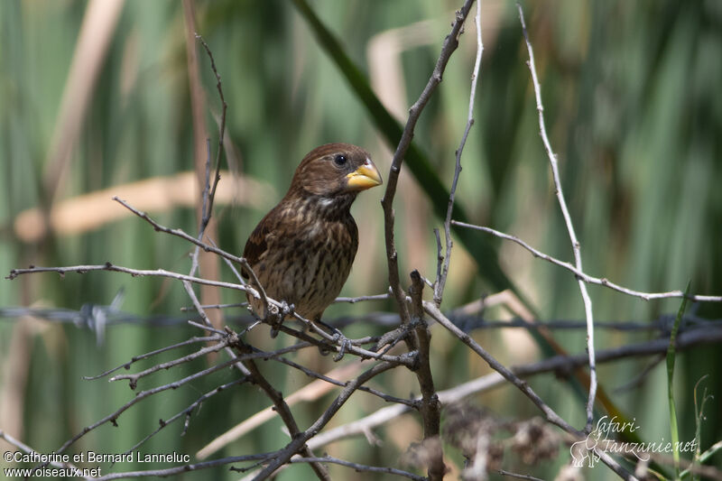 Thick-billed Weaver female adult