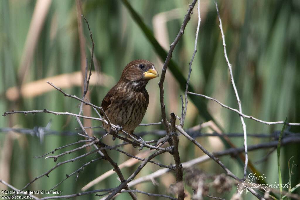 Thick-billed Weaver female adult